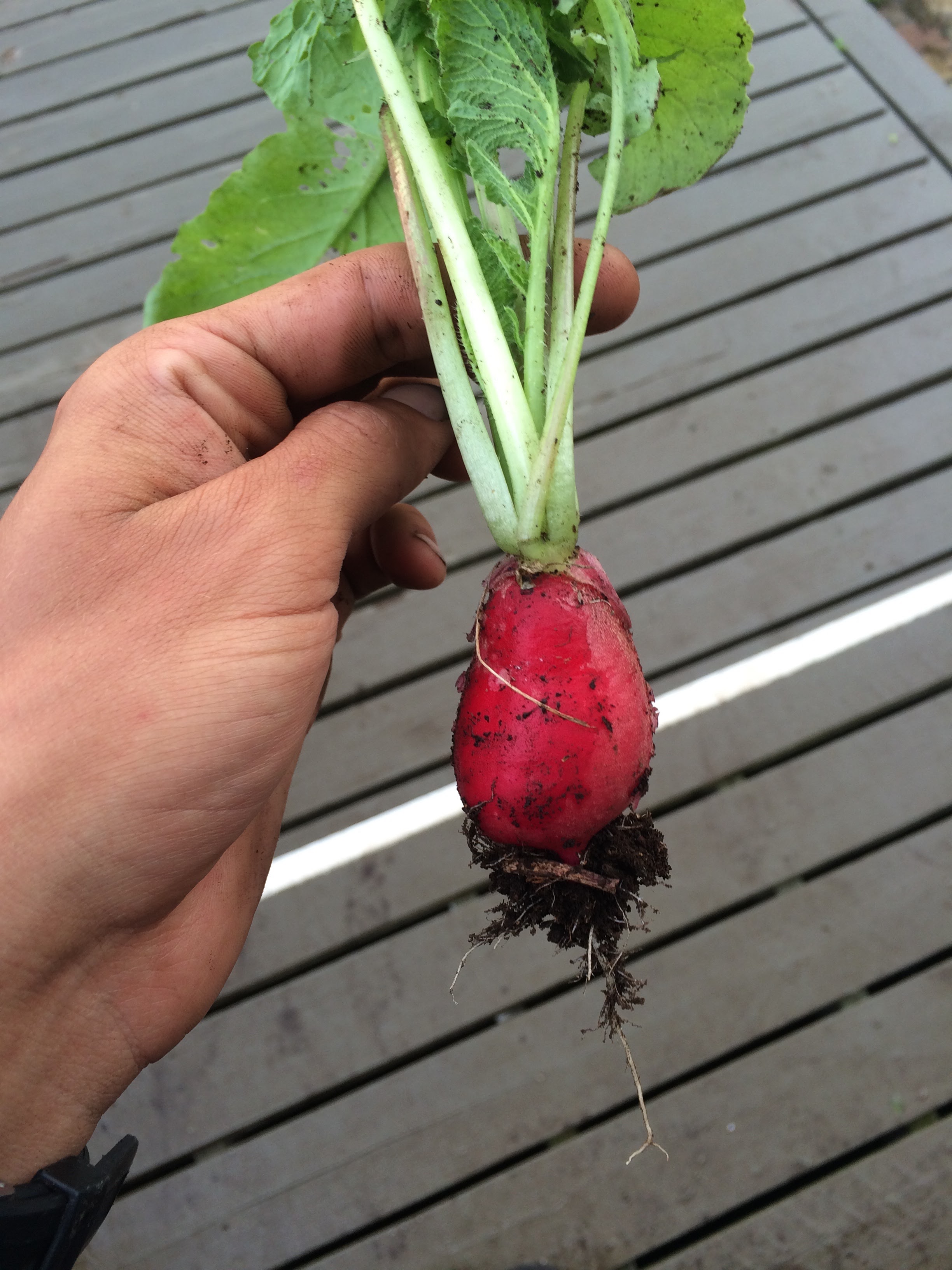 First radish