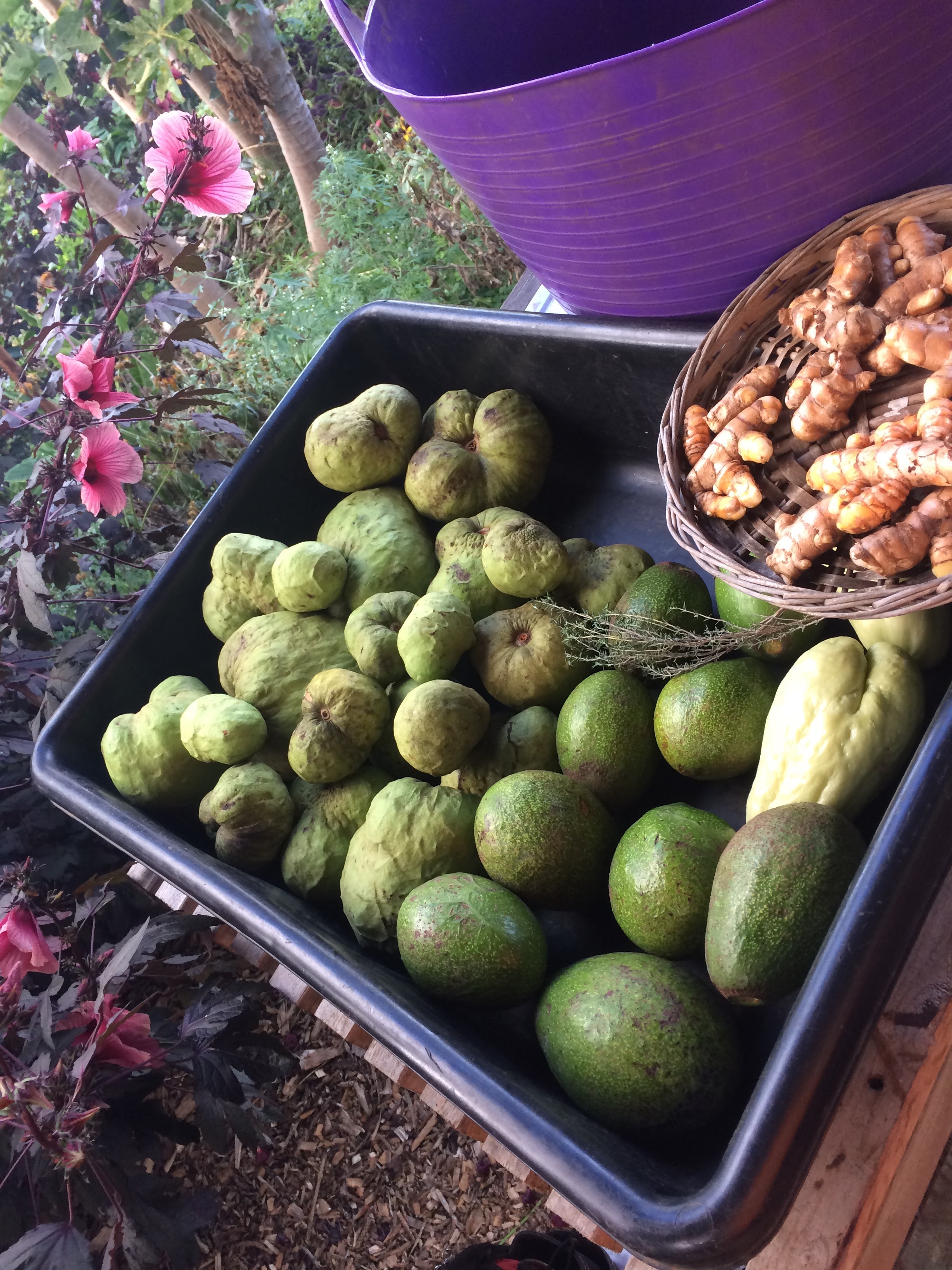 Fruit from trees