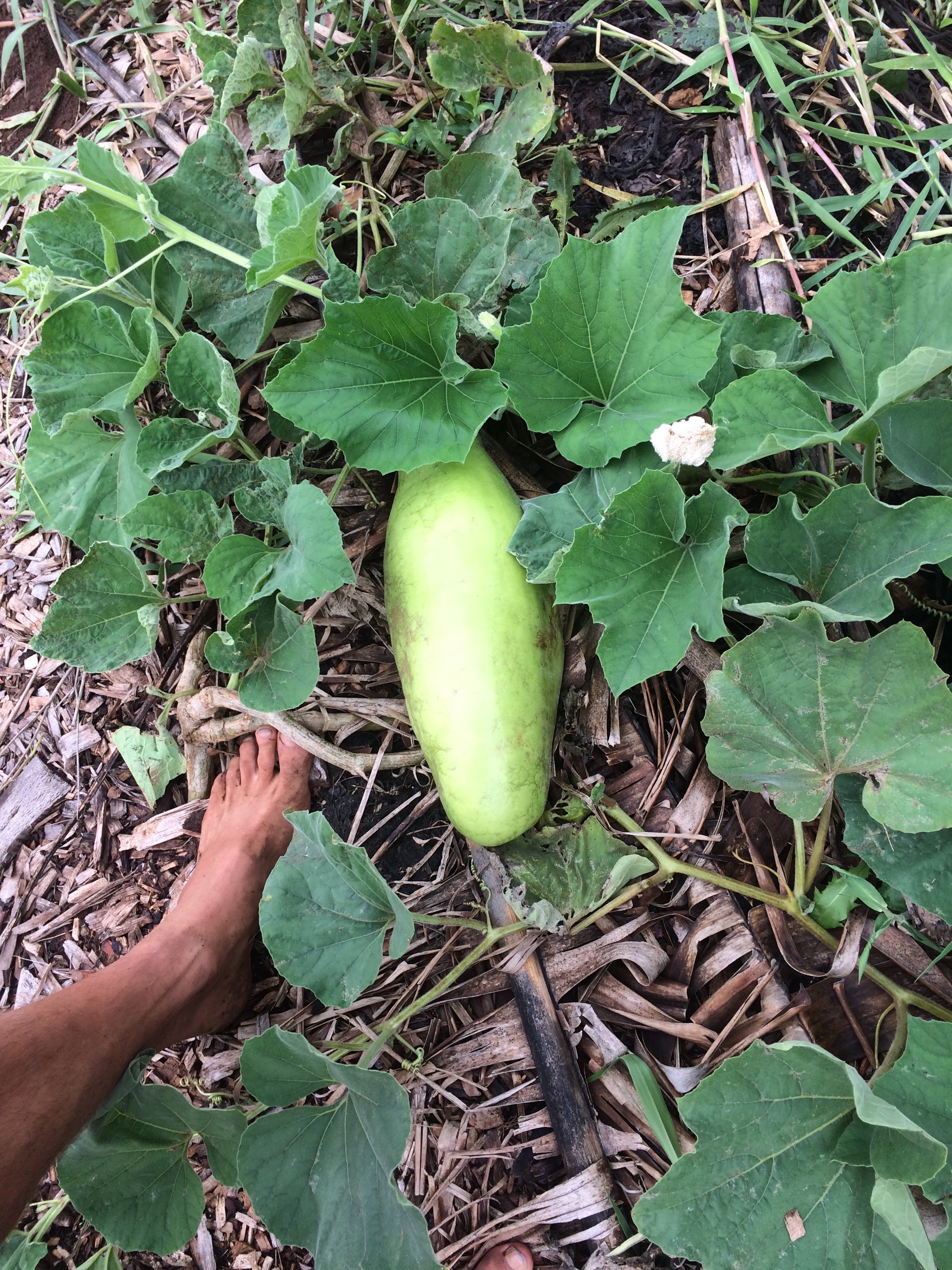 Giant squash