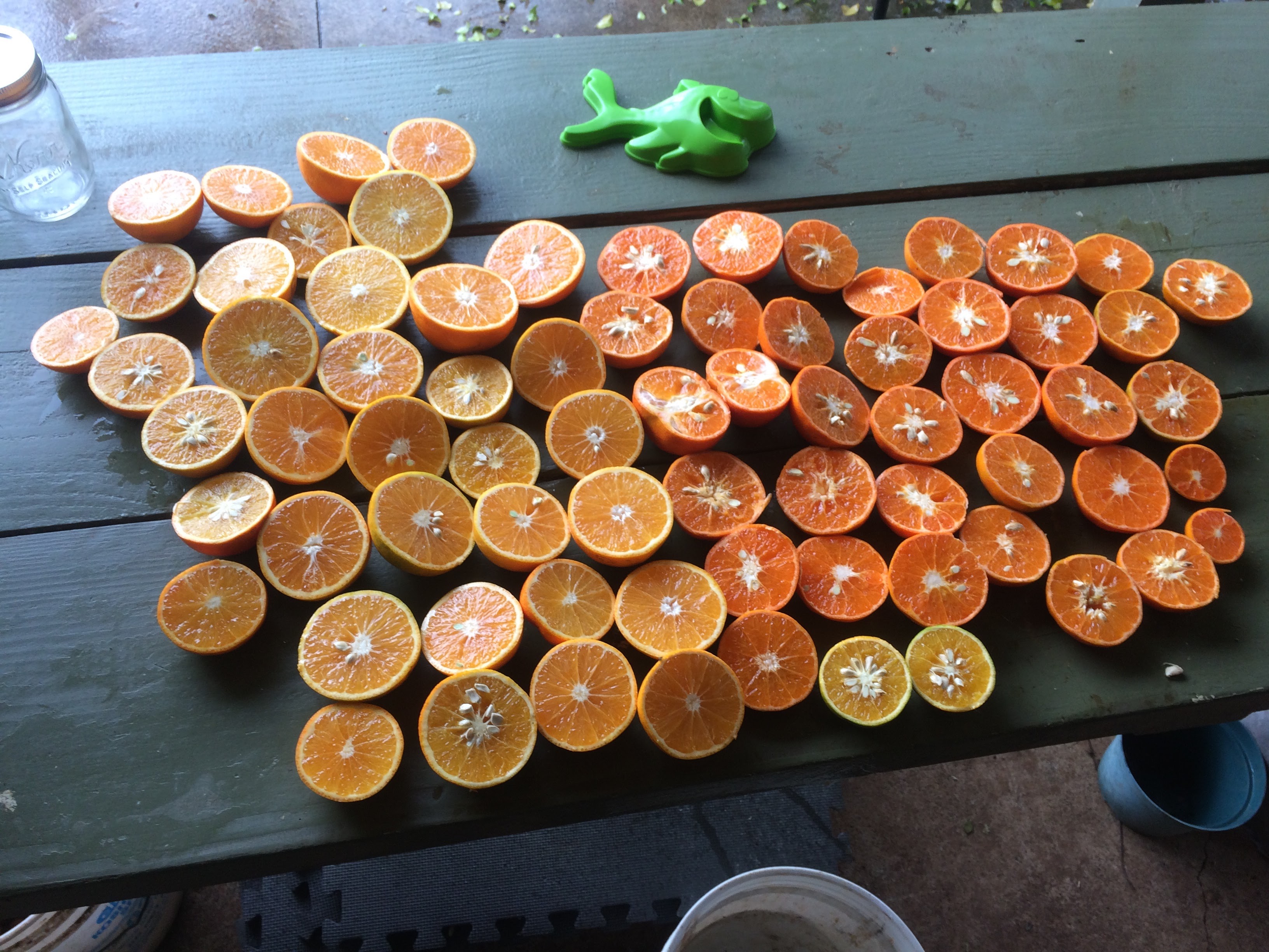 Orange harvest