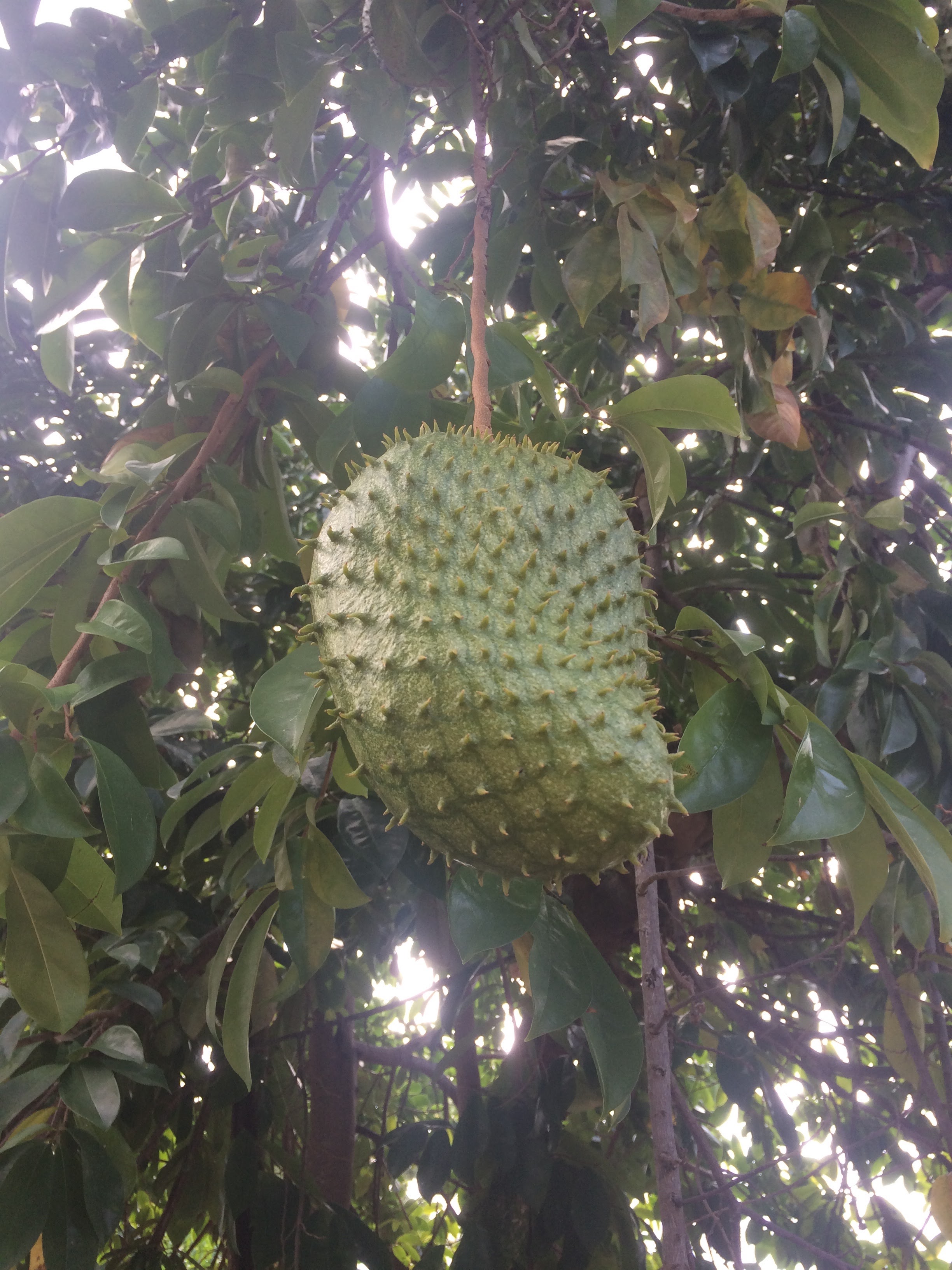 Soursop