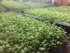 Microgreens